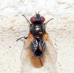 Myiophasiini