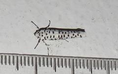 Yponomeuta strigillatus