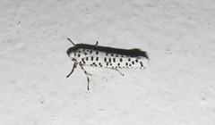 Yponomeuta strigillatus