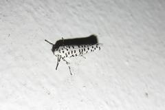 Yponomeuta strigillatus