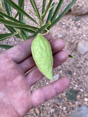 Asclepias labriformis