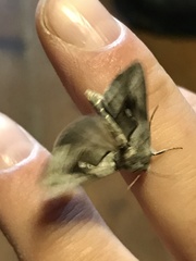 Macdunnoughia purissima
