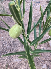 Asclepias labriformis