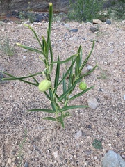 Asclepias labriformis