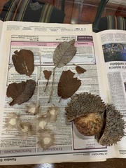 Zeyheria tuberculosa