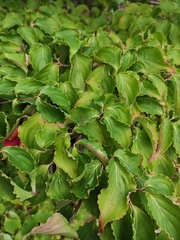 Cornus kousa