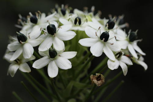 Ornithogalum saundersiae Baker