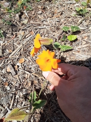 Thunbergia gregorii