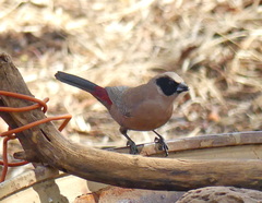 Brunhilda charmosyna
