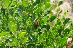 Stenaspis verticalis insignis