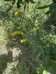 Solidago