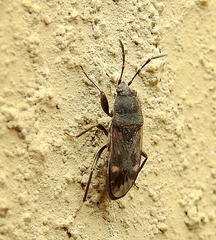 Lanchnophorus singalensis