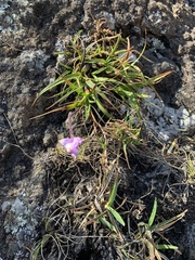 Xerophyta longicaulis