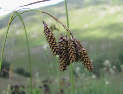 Carex caucasica