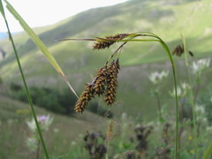 Carex caucasica
