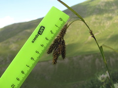 Carex caucasica