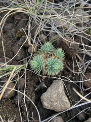 Psammotropha mucronata
