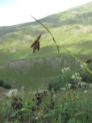 Carex caucasica