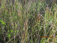 Schoenus concinnus