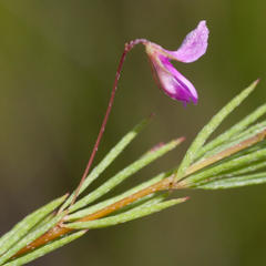 Indigofera filicaulis