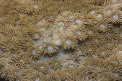 Duncanopsammia peltata