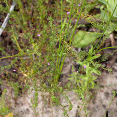 Indigofera filicaulis