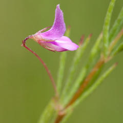 Indigofera filicaulis