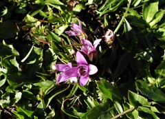 Gentianella columnae