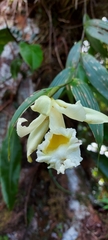 Sobralia macrophylla image