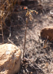 Tulbaghia alliacea