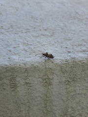 Centrocoris variegatus