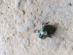 Sulcophanaeus leander