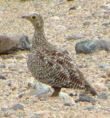 Pterocles bicinctus multicolor