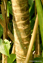 Pandanus canaranus
