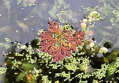 Azolla cristata