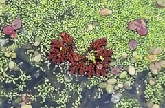 Azolla cristata