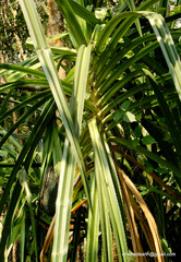 Pandanus canaranus