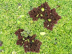 Azolla cristata