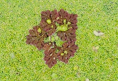 Azolla cristata