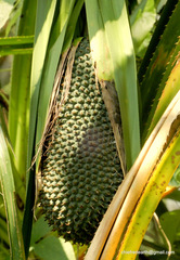 Pandanus canaranus