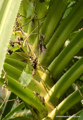 Pandanus canaranus