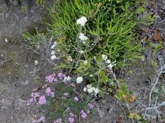 Agathosma serpyllacea