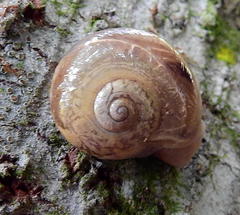 Sheldonia