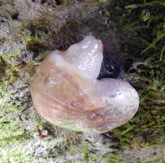 Sheldonia