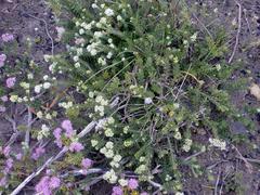 Agathosma serpyllacea