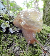Sheldonia