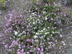 Agathosma serpyllacea