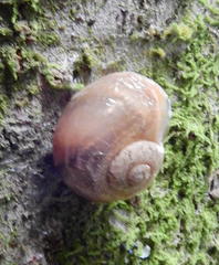 Sheldonia