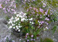 Agathosma serpyllacea