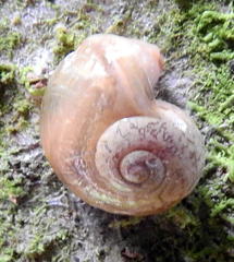 Sheldonia